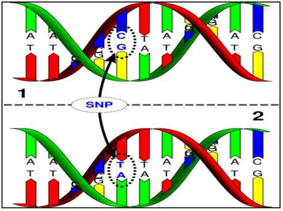 Estudos de associação Genome-wide association study Estudos visando à associação de SNPs com a variação fenotípica: seleciona aqueles