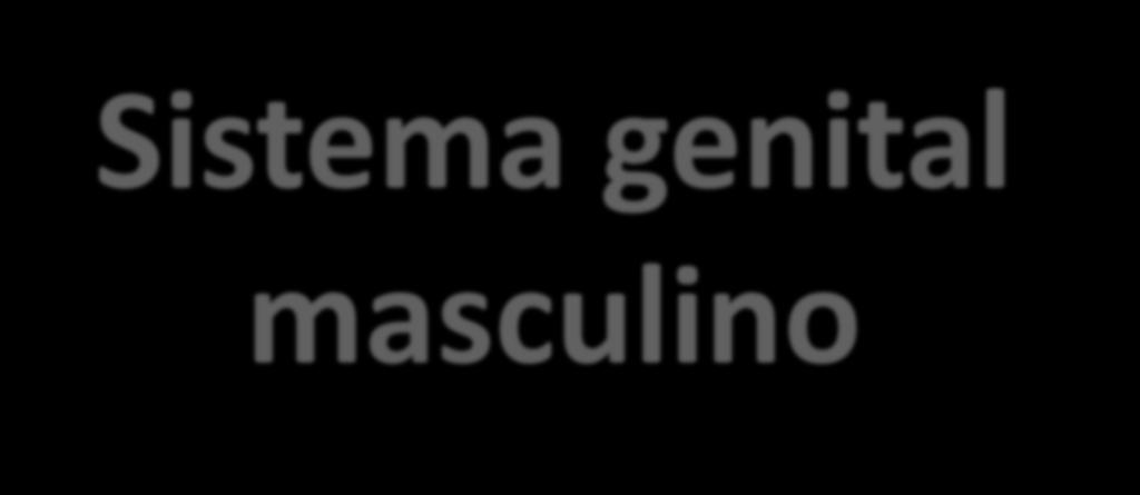 masculino