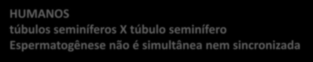 seminífero não é sincronizada Homem: ciclo 16 dias.