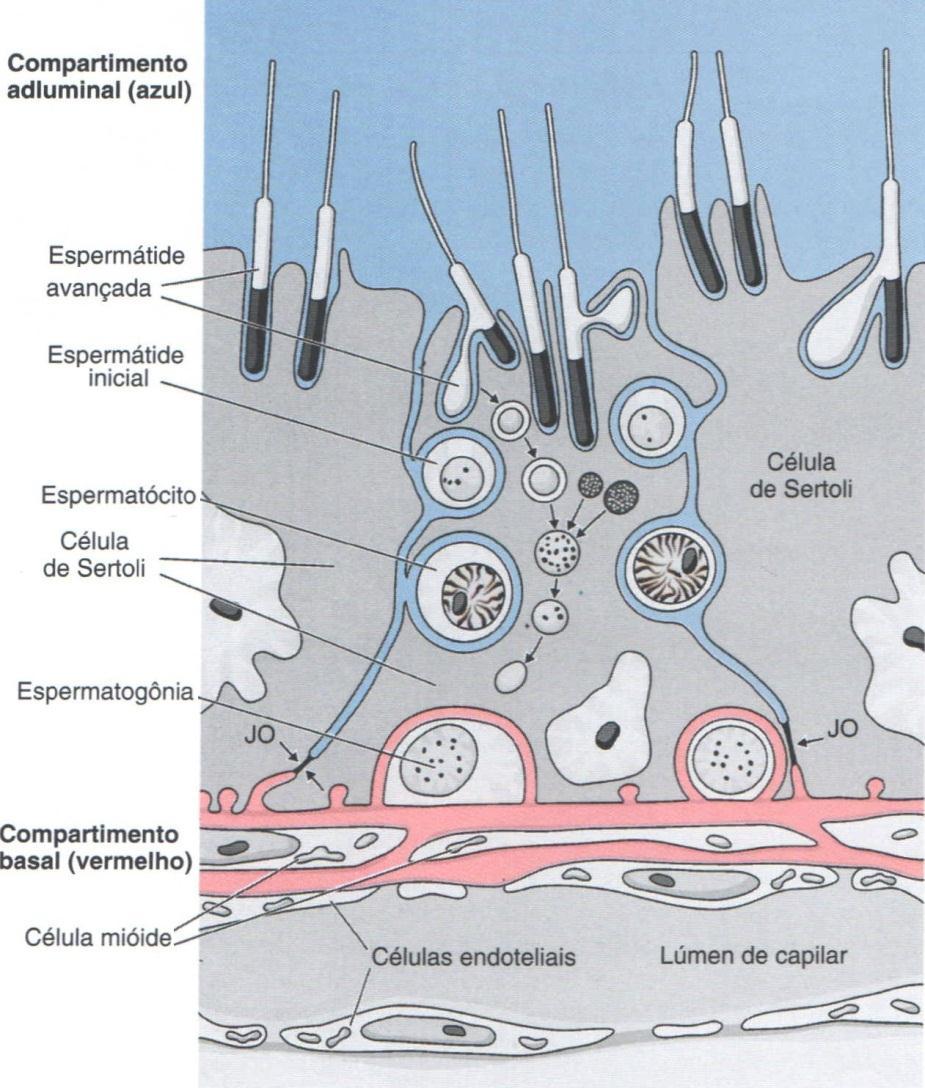 Barreira hematotesticular Células de Sertoli vizinhas unidas por junções oclusivas na região basolateral Basal Abaixo das junções oclusivas Com espermatogônias e células