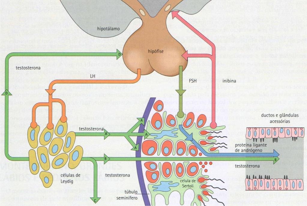 Controle hipofisário do