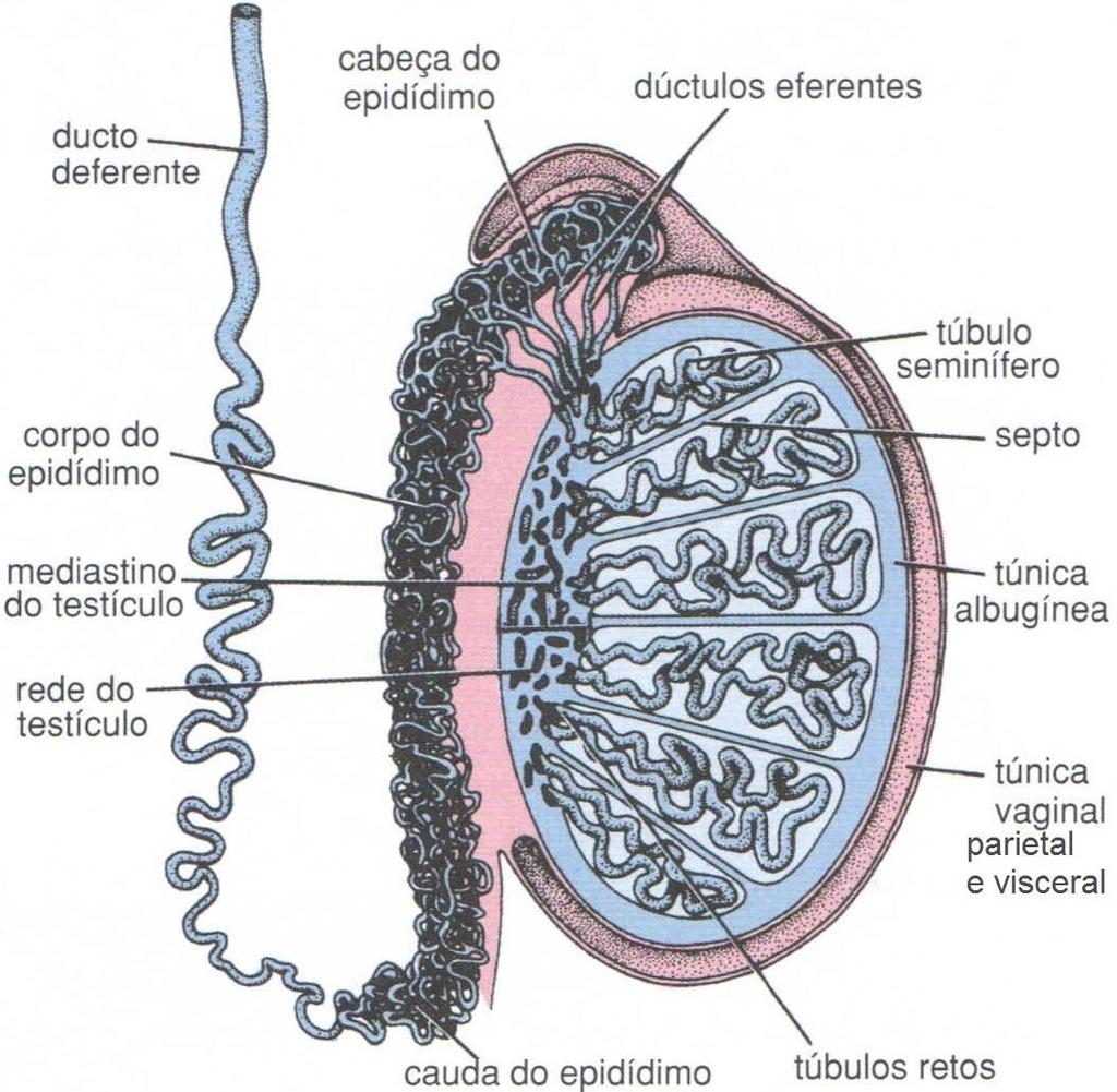 Testículos 250 lóbulos testiculares 1 lóbulo tem 1-4 TS