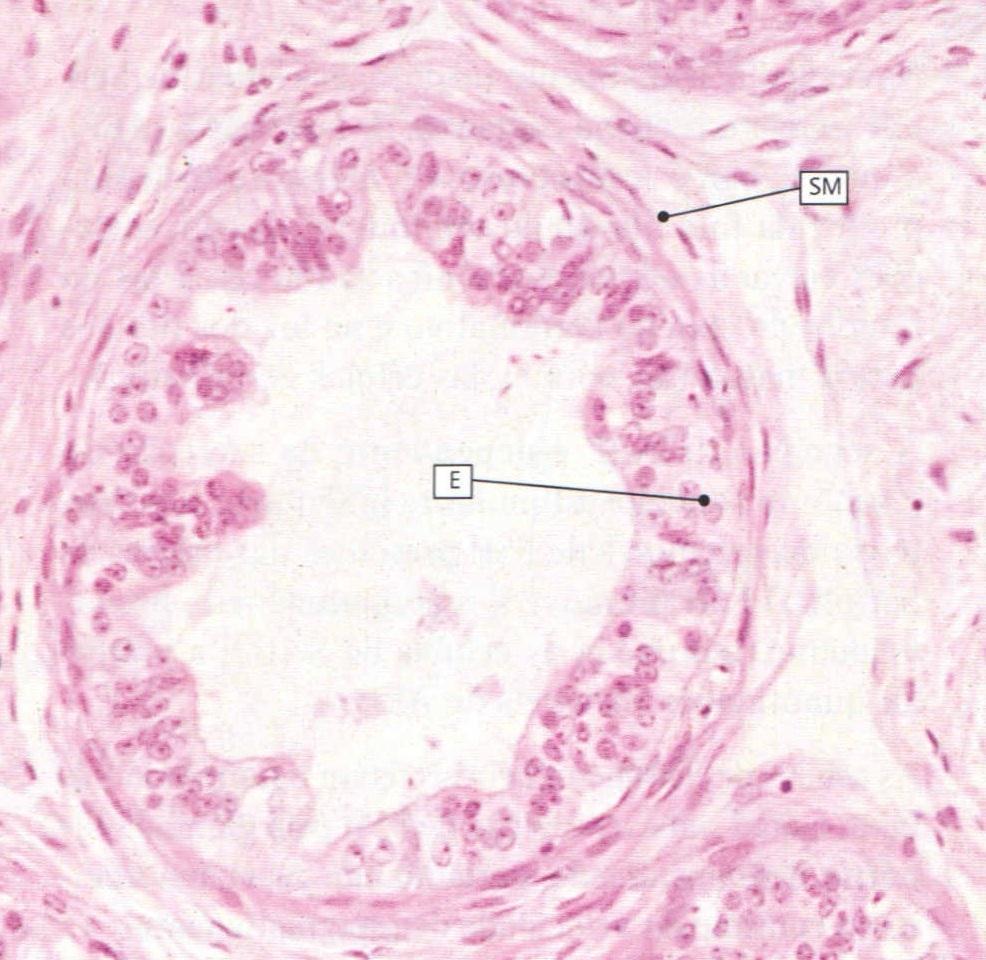 Ducto eferente Anel circunferencial de músculo liso, deixa a luz pregueada