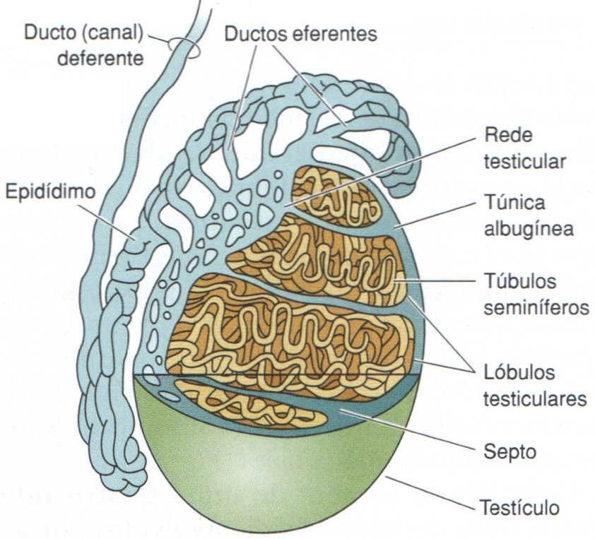 Epidídimo Subdividido: cabeça corpo e cauda Cabeça = ducto eferente Corpo e cauda = ducto epidídimo Local onde os