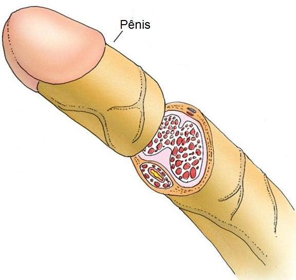 Pênis Uretra: - Peniana epitélio pseudoestratificado cilíndrico Glândulas de Littré ao longo da uretra