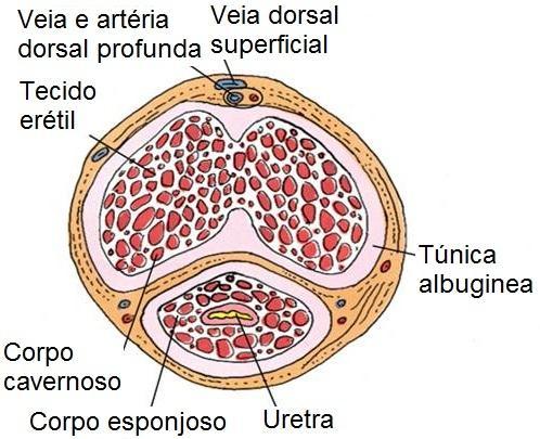 ou ventral - 2 Corpos cavernoso ou dorsal Albugínea conjuntivo denso que reveste e une os corpos