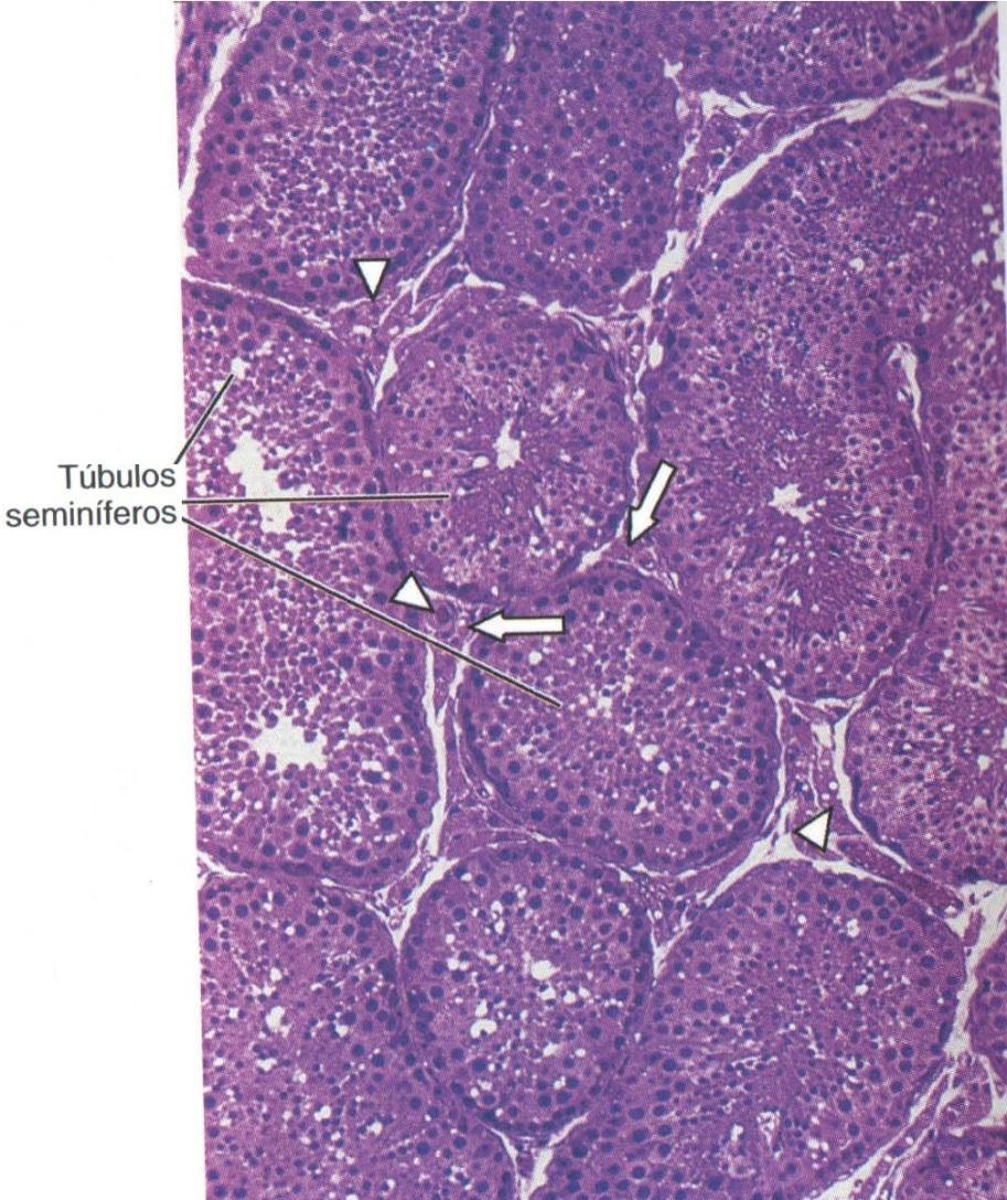 Túbulos seminíferos TS são enovelados, iniciam em fundo cego e terminam