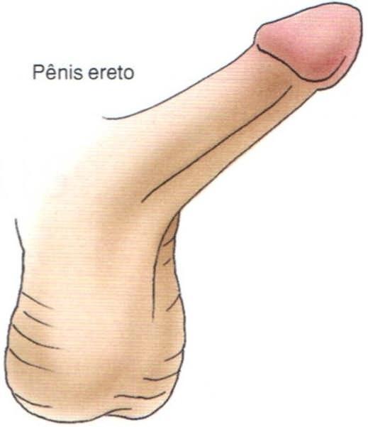 arteriovenosas que ligam as artérias profunda e dorsal.