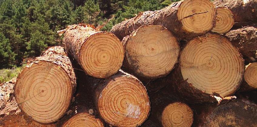 MERCADO INTERNO - ESTADO DE SÃO PAULO Produtos Florestais Em novembro de 2017, quando comparado com outubro do mesmo ano, ocorreram algumas alterações de preços de madeiras in natura e