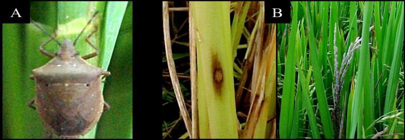 Em casos de grandes infestações após a semeadura, acima de 20 fêmeas/m², (danificam aproximadamente 21% das plântulas nesta área) (PRANDO, 2002), a lavoura fica severamente danificada (HICKEL et al.