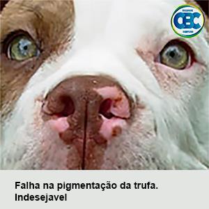 Trufa: Bem formada, de bom tamanho e bem