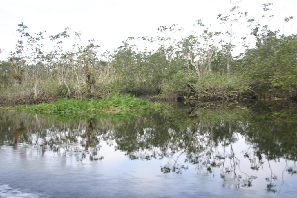 22 Em trabalhos de campo realizados no local, em agosto de 2008, foram observados enclaves de caxetal (Tabebuia cassinoides) em vários locais ao longo do Rio Una, como pode ser visto na Fig. 7.