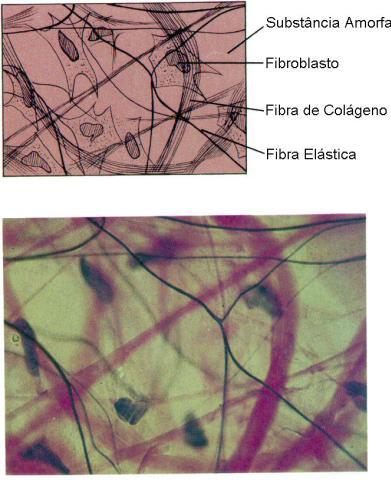 Tecido conjuntivo frouxo Células separadas por