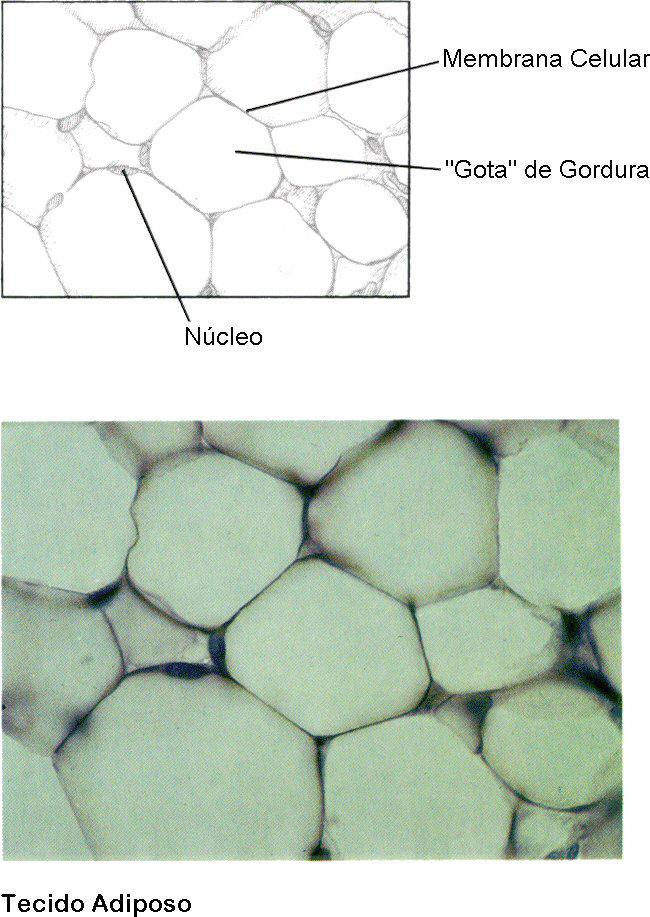 Tecido adiposo Maior parte da célula é utilizada para o armazenamento de gordura Encontrado