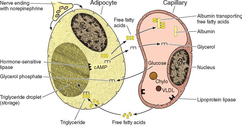 Mobilização e armazenamento de lipídeos Triglicerídeos são transportados pelo sangue do intestino e fígado como complexos lipoproteicos VLDL e Chylo São