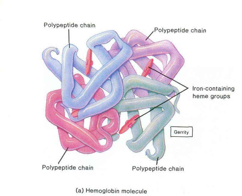 Hemoglobina A hemoglobina é uma proteína responsável