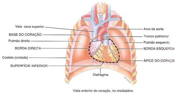 Coração