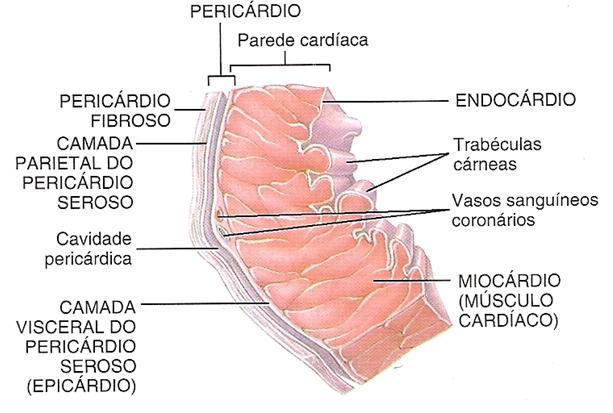 Camadas da parede do coração 1. Endocárdio: contínuo a túnica íntima.