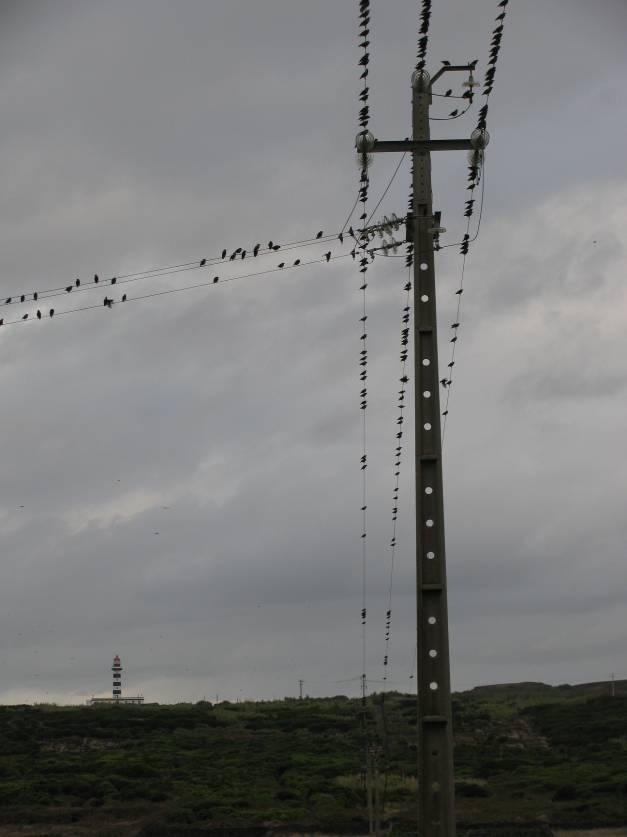 Os resultados significativos constam assim do quadro 2, onde se pode observar que os bandos maiores foram registados no ramal entre o Calhau Miúdo e o Farol de Ponta da Barca: 4237 indivíduos