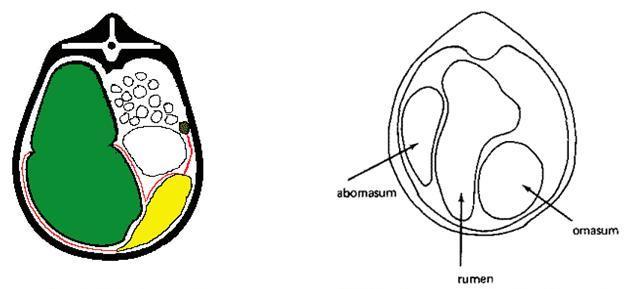 Deslocamento de Abomaso a esquerda Deslocamento de abomaso a