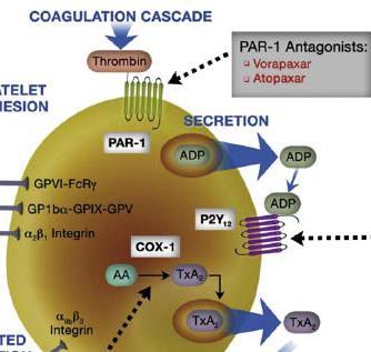 Novos Anticoagulantes Antagonistas dos receptores da Trombina VORAPAXAR Administração por via oral Excelente biodisponibilidade Pico acção: 1-2 h após dose carga Inibição da trombina dose dependente