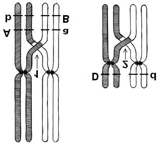 conceitos: tumor, mutação, fumo, proliferação celular descontrolada, genes reguladores da divisão celular.