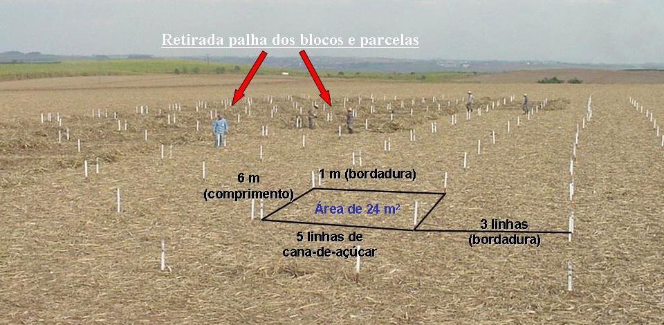 A quantidade semeada de cada espécie foi determinada para obtenção de 150 plantas, a partir do teste de germinação fornecido pela empresa Shokucho do Brasil Agrícola Ltda.
