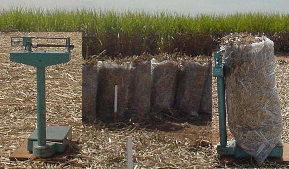 Nos tratamentos com aplicação sobre a palha, com simulação da aplicação convencional do herbicida com trator após a colheita, as diferentes quantidades de palha foram distribuídas nas respectivas