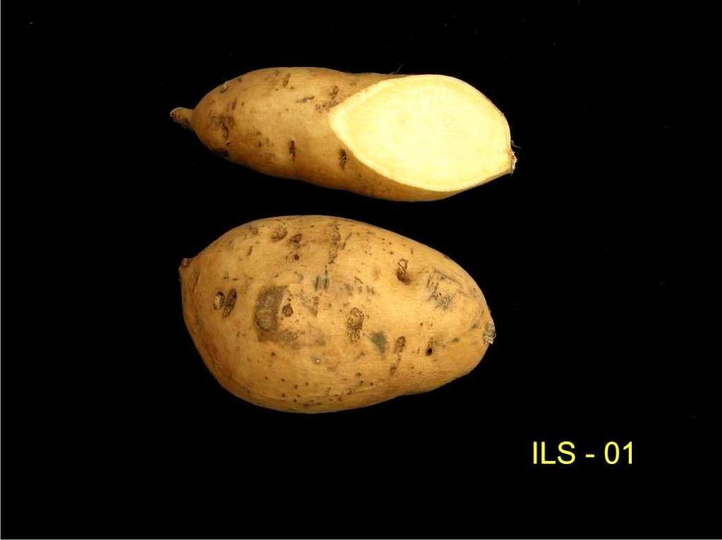 12 Acessos de Batata-Doce do Banco Ativo de Germoplasma da Embrapa Clima Acesso ILS-01: Planta vigorosa. Ramos e pecíolos de cor vermelhopúrpura, com grande pilosidade.