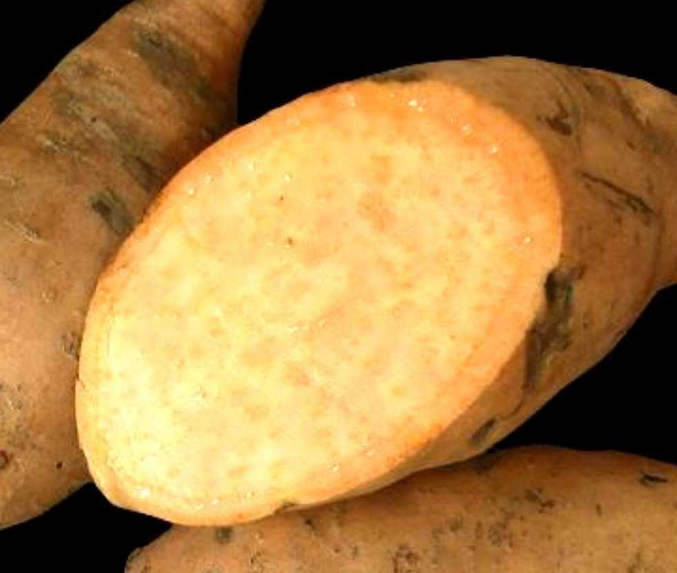 14 Acessos de Batata-Doce do Banco Ativo de Germoplasma da Embrapa Clima Acesso ILS-04: Plantas de hábito extremamente prostrado e ramos principais com mais de 2,50 m de comprimento.