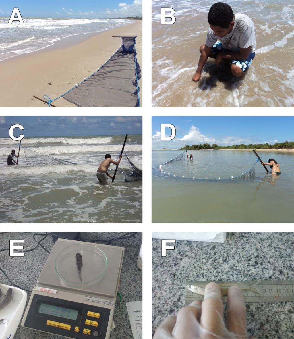 Figura 4 Trabalho de campo e em laboratório: A Rede de picaré; B Aferição de temperatura da água; C Arrasto na Praia