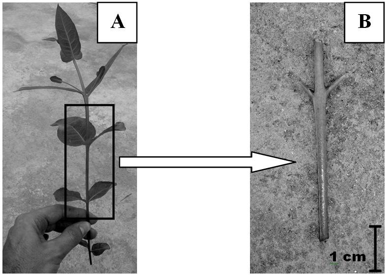 608 Borges, S. R. et al. constante, dentro da câmara de fluxo laminar horizontal.