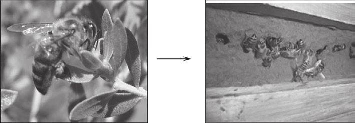 BACCHARIS DRACUNCULIFOLIA 11 época de floração, mas sim durante seu crescimento, período este responsável pela produção de metabólitos secundários no vegetal, importante para a interação com insetos