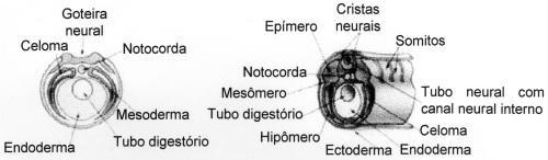 1. (UFAL) Ao longo do desenvolvimento embrionário de organismos multicelulares, ocorrem sucessivas divisões mitóticas, e grupos de células se especializam para o desempenho das diferentes funções que