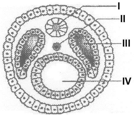 ( ) Consiste no dobramento de uma região da blástula para o interior do embrião. a) I Tubo Nervoso; II Intestino; III Notocorda; IV Celoma. b) I Notocorda; II Celoma; III Tubo Nervoso; IV Intestino.