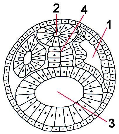 IV. A somatopleura e a esplancnopleura originam-se do mesoderma em conjunto com o endoderma e ectoderma, respectivamente. Quais estão corretas? a) Apenas I. d) 1C, 2D, 3A, 4E, 5B.