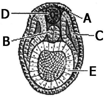 O tubo neural, a notocorda e o mesoderma se originam, respectivamente, a partir de: III.