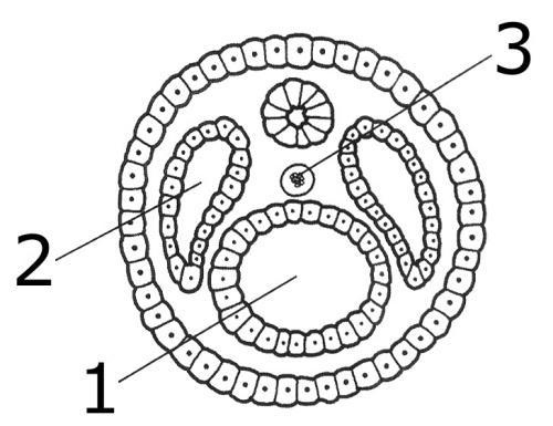 e) a similaridade anatômica entre o estágio embrionário de um vertebrado (a) e a forma adulta de um anfioxo (b) mostra fortes indícios de que a notocorda é uma estrutura análoga às vértebras, visto