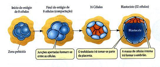 Nidação: implantação do blastocisto no útero cerca de 7-10 dias após fecundação