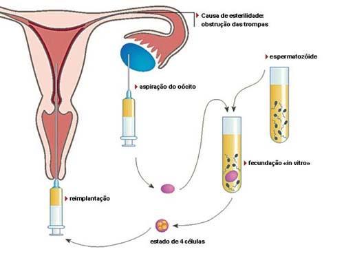 Fertilização