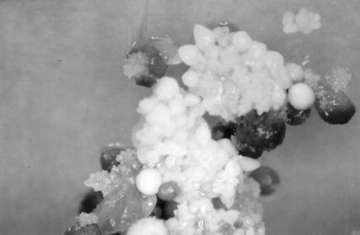 28 Tabela 2 - Números de e porcentagem de com embriões durante a primeira avaliação (55 semanas), segunda avaliação (68 semanas) e terceira avaliação (74 semanas) no Experimento com TDZ/ANA na