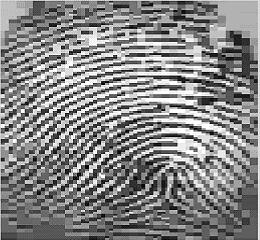 3 Proposta Este trabalho tem por proposta comparar as seguintes técnicas de compressão de imagens para aplicação em imagens de impressão digital: a Transformada Discreta do Cosseno, a Transformada de