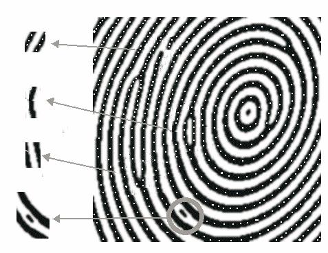 11 poros cumes vales pontos Figura 9 - cristas papilares (cumes), intercristais (vales), e poros e ponto ou ilha FONTE - COSTA, (2001) A datiloscopia pode ser dividida nas seguintes áreas (TAVARES