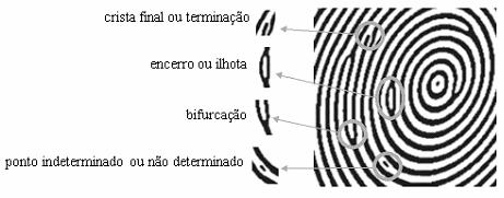 17 (minúcia de terminação) ou pode se dividir em duas (minúcia de bifurcação) (MALTONI, 2003).