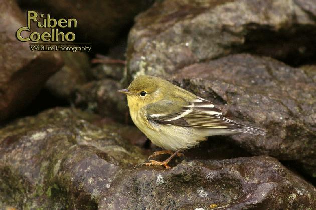 Foto 2015, Rúben Coelho.