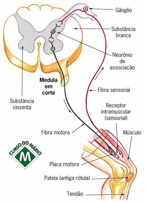 Arco Reflexo: Estímulos sensoriais fortes (dor)