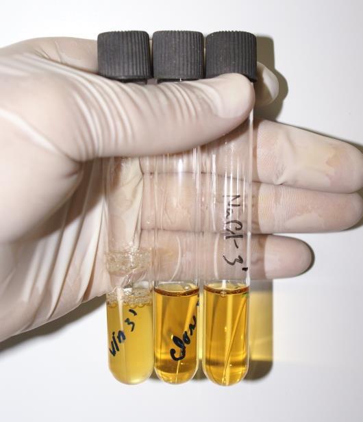 54 Figura 3. Avaliação da turvação dos meios de cultura após 7 dias. RESULTADOS E DISCUSSÃO A tabela 1 apresenta os resultados de descontaminação obtidos com os produtos utilizados.