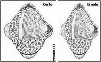 Figura 8 Exemplo de representação certa e errada do posicionamento de grãos de pólen de Aureliana paniculata (Solanaceae), em vista equatorial à esquerda e em vista polar à direita da imagem, segundo