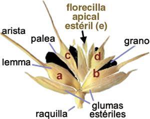 Estames Estigma Arista Palea Grão Lema Ovário