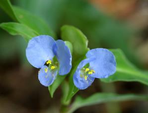 Commelina